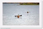 Isokoskelot__Mergus merganser_Goosander_0368 * 2684 x 1660 * (4.35MB)